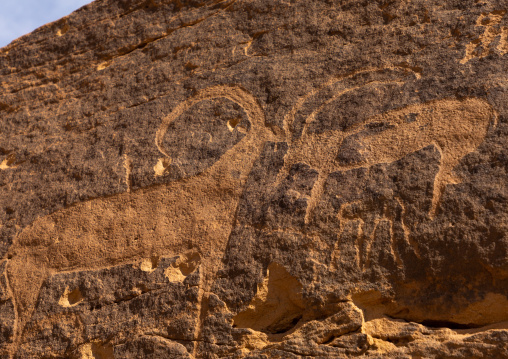 Petroglyphs on a rock depicting ibex, Najran Province, Thar, Saudi Arabia