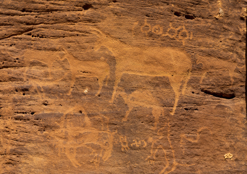 Petroglyphs on a rock depicting donkeys, Najran Province, Thar, Saudi Arabia