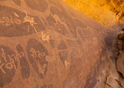 Petroglyphs on a rock depicting cows, Najran Province, Thar, Saudi Arabia