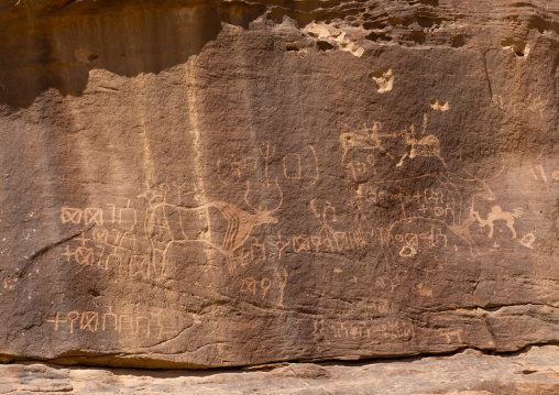 Petroglyphs on a rock depicting cows, Najran Province, Thar, Saudi Arabia
