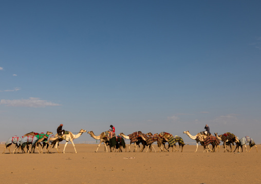 Training for camel racing in the Rub' al Khali empty quarter desert, Najran Province, Hubuna, Saudi Arabia