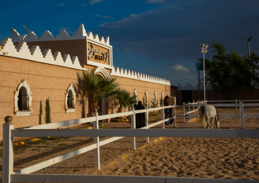 Arabian horse in Alhazm stud, Najran Province, Khubash, Saudi Arabia