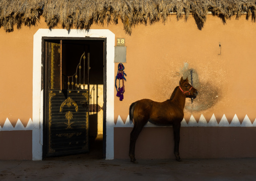 Arabian foal in Alhazm stud, Najran Province, Khubash, Saudi Arabia