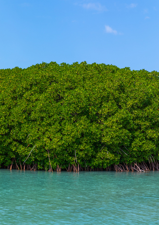 Mangrove in the red sea, Jazan Province, Farasan, Saudi Arabia