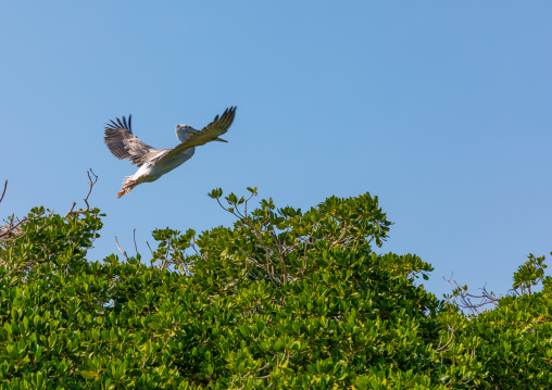 Pelican nest in the mangrove, Jazan Province, Farasan, Saudi Arabia