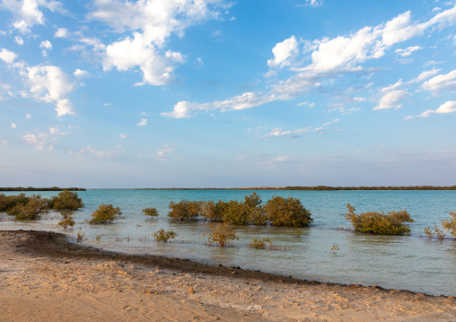 Empty beach with mangrove, Jazan Province, Farasan, Saudi Arabia