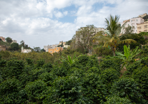 Coffee and khat plantation in Al Kawbaa farm, Jizan Province, Faifa Mountains, Saudi Arabia