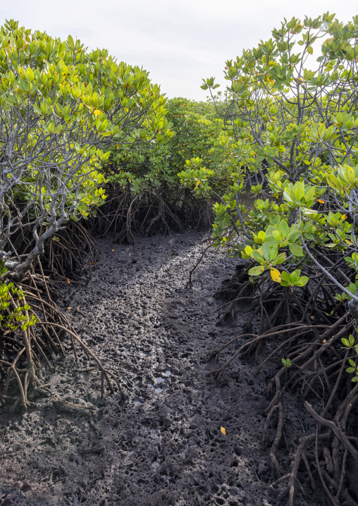 Mangrove at low tide, Lamu County, Manda island, Kenya