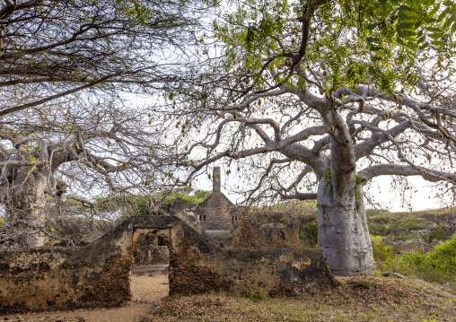 Baobab in front of the Great Mosque in Takwa islamic ruins, Lamu County, Manda island, Kenya