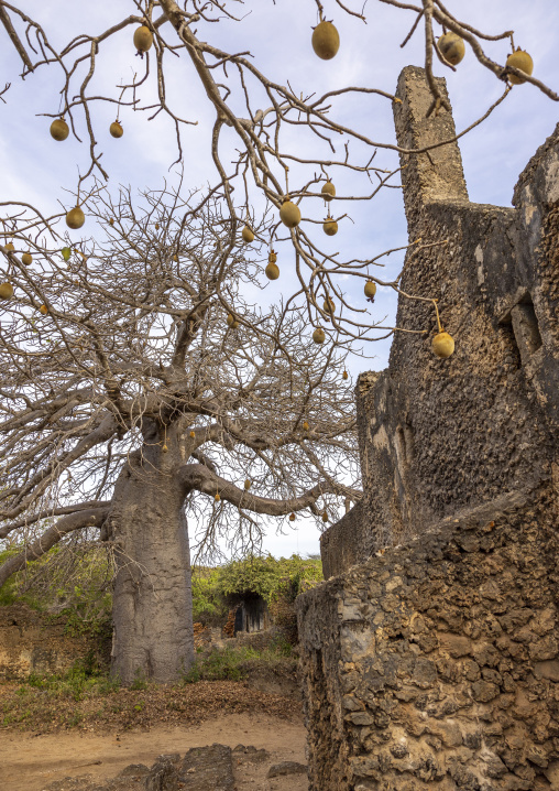 Baobab in front of the Great Mosque in Takwa islamic ruins, Lamu County, Manda island, Kenya