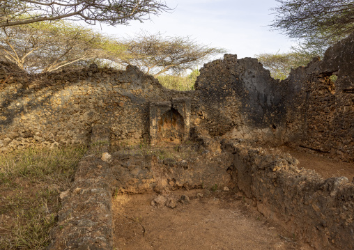 Takwa ruins in the middle of acacias, Lamu, Manda island, Kenya