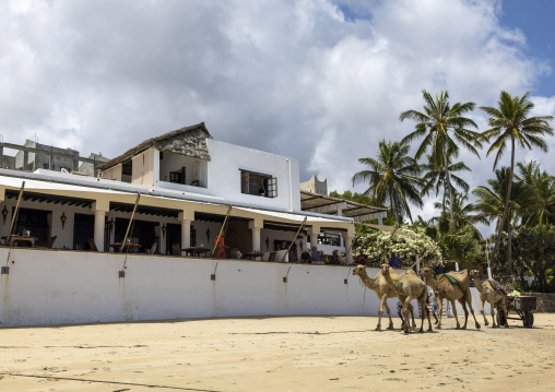 Camels passing on the beach in front of Peponi Hotel to collect garbages, Lamu County, Shella, Kenya