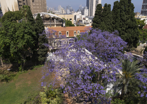 Sursock Palace garden with Jacaranda trees, Beirut Governorate, Beirut, Lebanon