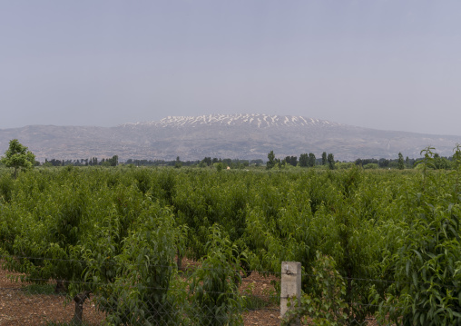 Field in front of a mountain with snow, Beqaa Governorate, Anjar, Lebanon