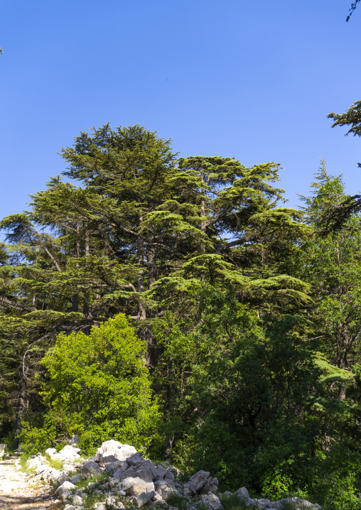Tannourine Cedar Forest Nature Reserve, Governorate of North Lebanon, Tannourine, Lebanon