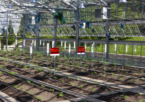 Greenhouse in agriculture university, South Hamgyong, Hamhung, North Korea