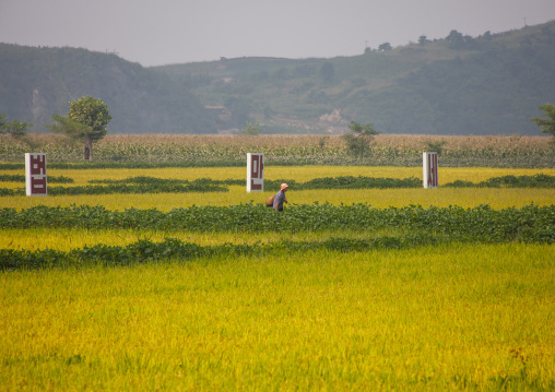 North Korean farmer working in a field, DGC, Pyongyang, North Korea