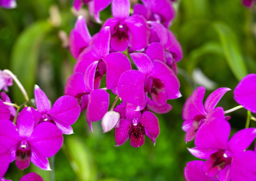Flower at Kimilsungia and Kimjongilia festival, DGC, Pyongyang, North Korea