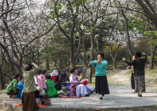 Women dancing in a park under cherry blossoms for the day of the sun, DGC, Pyongyang, North Korea