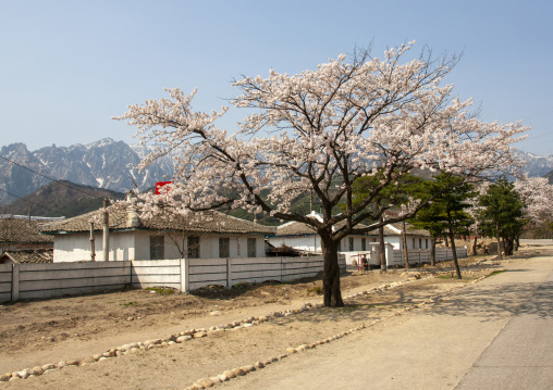 Cherry trees in a village, Kangwon-do, Kumgang, North Korea