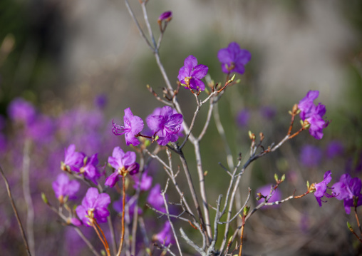 Flowers in inner Chilbo hills, North Hamgyong, Chilbosan, North Korea
