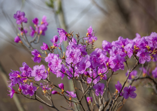 Flowers in inner Chilbo hills, North Hamgyong, Chilbosan, North Korea