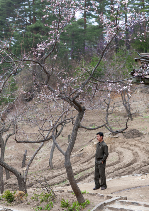 North Korean man and cherry blossoms, North Hamgyong, Chilbosan, North Korea
