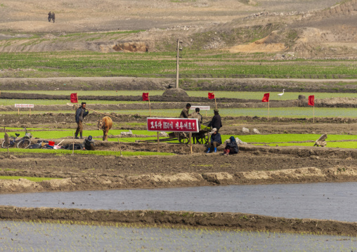North Korean people working in a field, DGC, Pyongyang, North Korea
