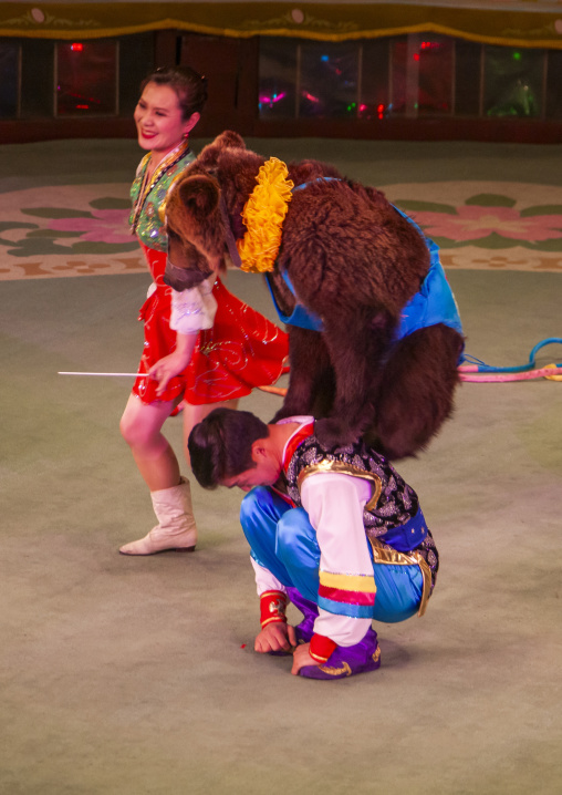 Performing bear in a circus, DGC, Pyongyang, North Korea