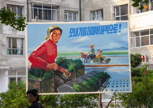 Propaganda poster depicting a peasant transplanting rice, North Hwanghae, Kaesong, North Korea