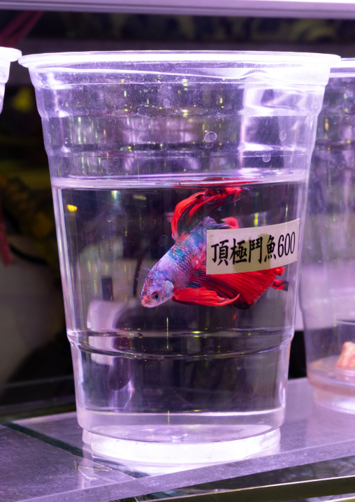 Tropical golden fish for sale in a plastic glass, Daan District, Taipei, Taiwan