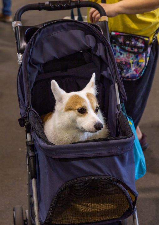 Dog in a stroller, Daan District, Taipei, Taiwan