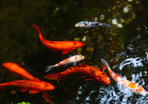 Japanese koi fishes or carps in Zhu Zi Hu aka Bamboo lake, Beitou, Taipei, Taiwan