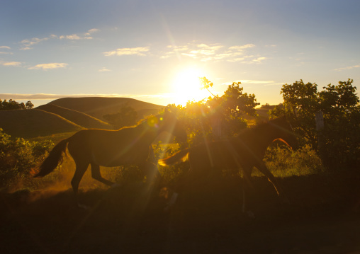 Horses in the sunset, Easter Island, Hanga Roa, Chile