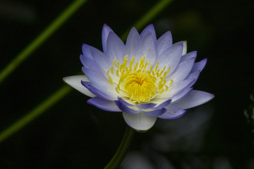 Kyoto Botanical Gardens