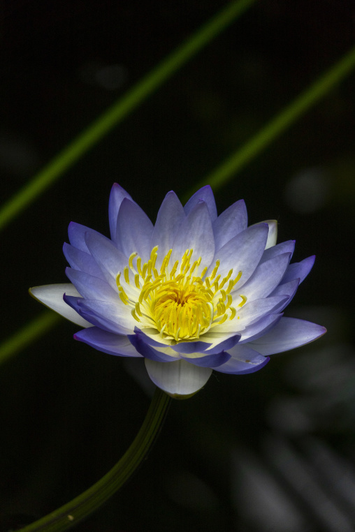 Kyoto Botanical Gardens