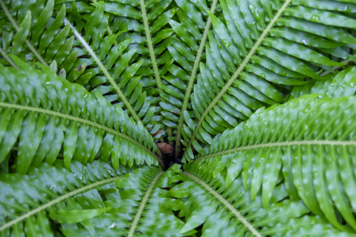 Kyoto Botanical Gardens