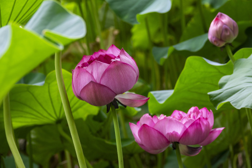 Kyoto Botanical Gardens