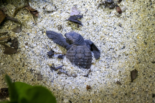 Newborn loggerhead sea turtle on Kurio beach, Kagoshima Prefecture, Yakushima, Japan