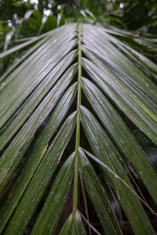 Close-up of a palm tree frond in a tropical garden, Yaeyama Isla