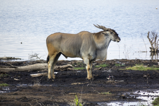 A common eland stands on the muddy shore of Lake Nakuru, Rift Valley Province, Nakuru, Kenya
