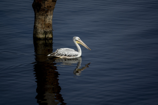 A pink-backed pelican swims near a tree stump on Lake Nakuru, Rift Valley Province, Nakuru, Kenya