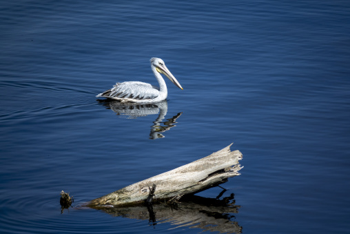 A pink-backed pelican swims past a floating log on Lake Nakuru, Rift Valley Province, Nakuru, Kenya