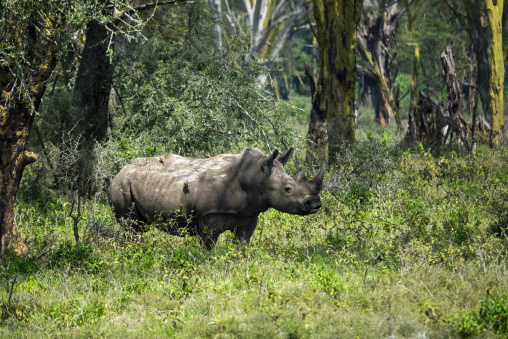 A white rhinoceros grazes among trees in Lake Nakuru National Park, Rift Valley Province, Nakuru, Kenya