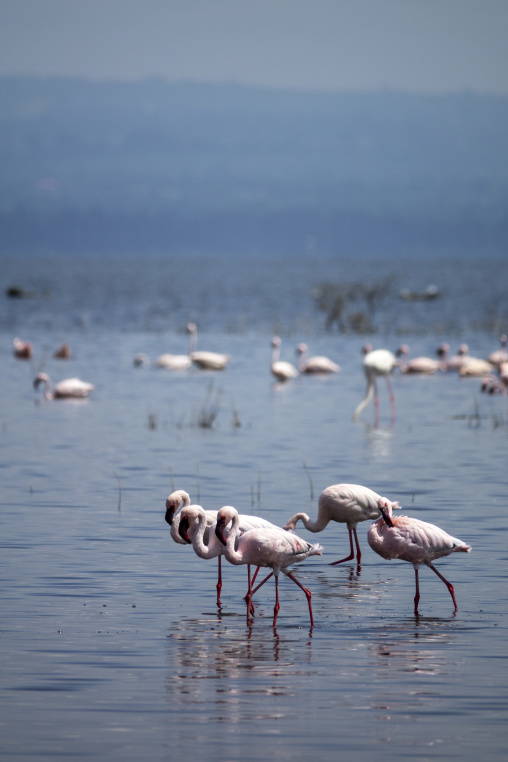 A flock of lesser flamingos wades in the shallow waters of Lake Nakuru, Rift Valley Province, Nakuru, Kenya