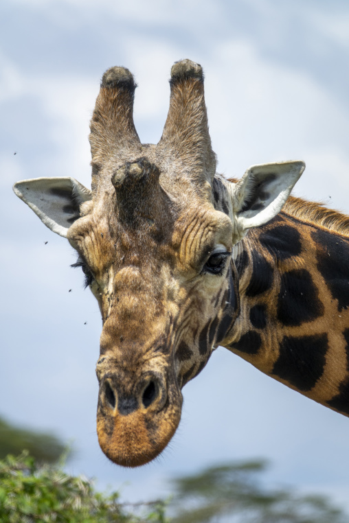A Rothschild's giraffe looks directly at the camera in Lake Nakuru National Park, Rift Valley Province, Nakuru, Kenya