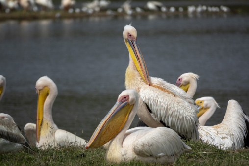 A group of great white pelicans gathers on the shore of Lake Nakuru, Rift Valley Province, Nakuru, Kenya