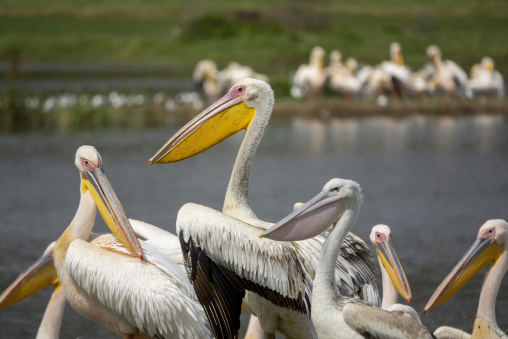 Great white pelicans stand together by the water in Lake Nakuru National Park, Rift Valley Province, Nakuru, Kenya