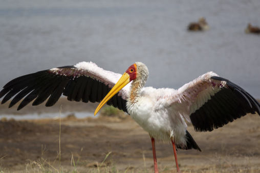 A yellow-billed stork spreads its wings on the shore of Lake Nakuru, Rift Valley Province, Nakuru, Kenya