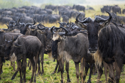 A large herd of wildebeest gathers in the rain during the great migration, Rift Valley Province, Maasai Mara, Kenya